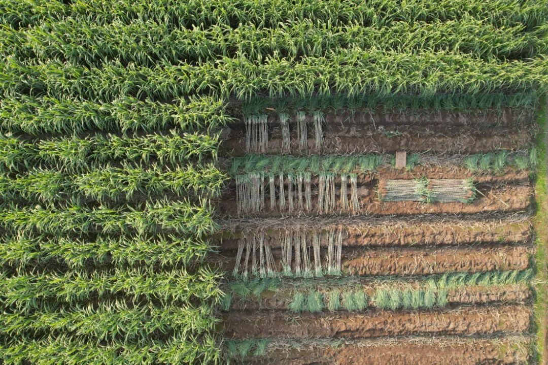 磺ǧĶᡰѲء ɫҵũ