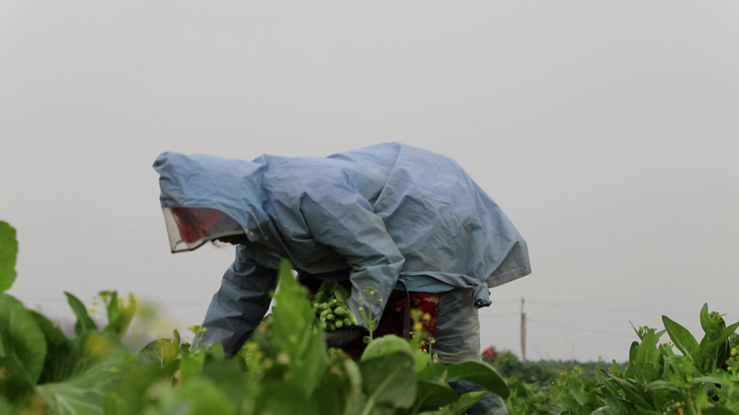 ��ʥ��������߲˲�ժæ ���ʲ�޷��Ӧ�����г�