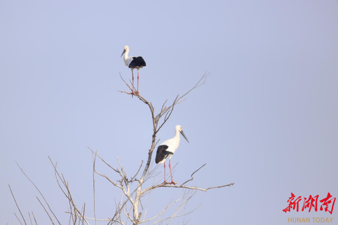 �϶�ͥ����������ӭ���������ٷ��ܣ��������򸾡�ϲ���������ھӡ�